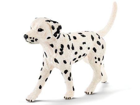 Dalmatian male For Discount