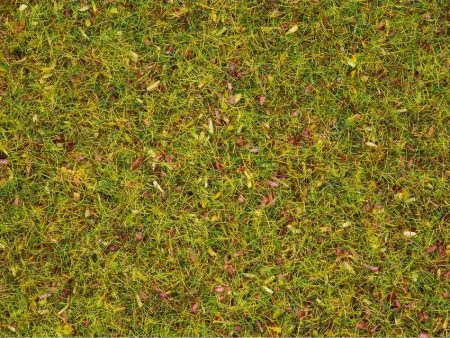 Scatter Grass Flowering Meadow 20g Online now